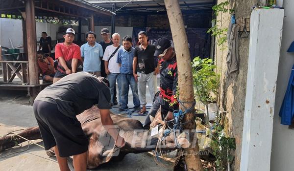 PWI dan SMSI Karawang Sembelih Satu Ekor Sapi dan Tiga Ekor Kambing, Bagikan Daging ke Masyarakat dan&nbsp;Wartawan