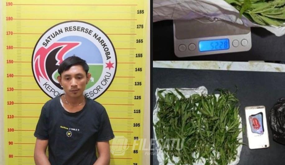 Seorang Mahasiswa Diringkus Polisi Tersandung Kasus Narkoba Jenis Ganja